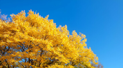 Fototapeta premium Autumn Foliage Tree Against Clear Blue Sky