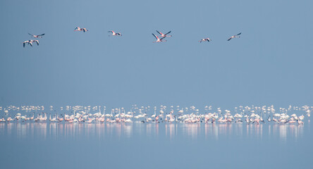 Serene Flock of Flamingos in a Calm Lake Under Blue Sky