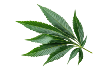 green cannabis leaf isolated on white background PNG