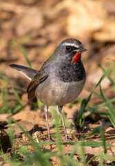 Himalyan Rubythroat
Close-Up of Small Colorful Bird Standing on Ground in Its Natural Habitat