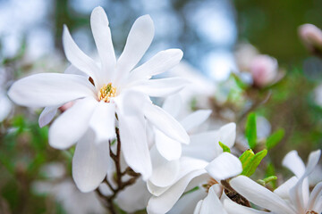 White Magnolia Flower Blossoming in Natures Embrace, Symbolizing Purity and Beauty