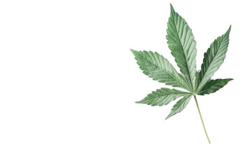 Fototapeta premium green cannabis leaf isolated on white background PNG