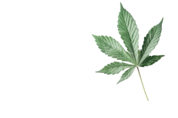 green cannabis leaf isolated on white background PNG