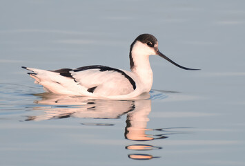 Pied Avocet
Graceful Black-And-White Bird Floating Serenely on Calm Water Surface