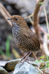 Scaly Breasted Cupwing 
Close-Up of a Beautifully Patterned Small Brown Bird in Natural Habitat