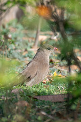 Sirkeer Malkoha
Peaceful Brown Bird Perched on Grass in Natural Environment Outdoors