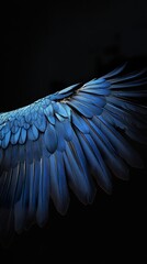 Obraz premium Majestic Blue Bird Wing: Close-up Photography