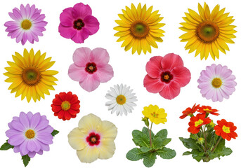 Isolated assortment of colorful flowers including sunflowers daisies and primroses on white background