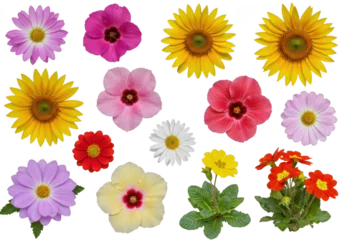 Gardinen Isolated assortment of colorful flowers including sunflowers daisies and primroses on white background © Ms Vector