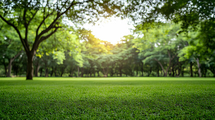 Park Meadow Scene With Lush Green Trees And Sunny Daylight