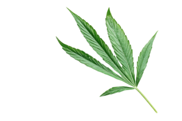 green cannabis leaf isolated on white background PNG