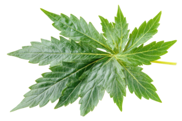 green cannabis leaf isolated on white background PNG