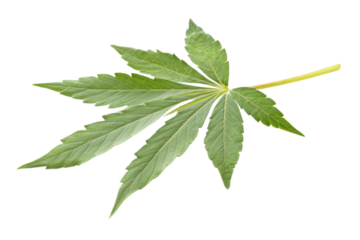 green cannabis leaf isolated on white background PNG