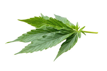 Obraz premium green cannabis leaf isolated on white background PNG