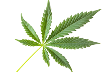green cannabis leaf isolated on white background PNG