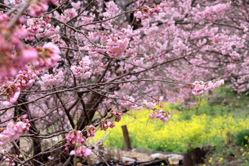 雪割り桜　春色　（高知県　須崎市）