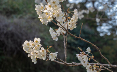 かわいいサクラ