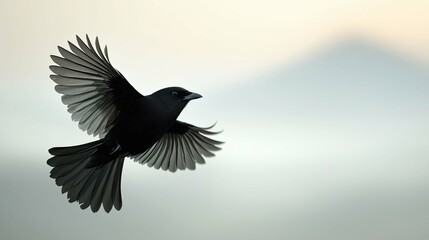 Obraz premium Majestic Blackbird in Flight: A Stunning Wildlife Capture