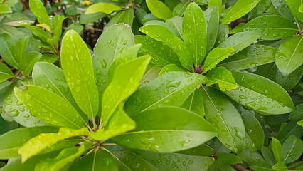 close up of green leaves