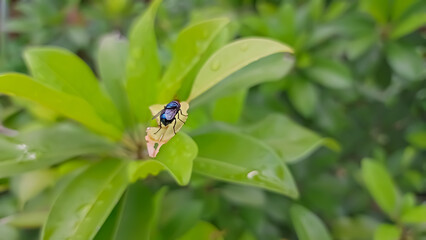 fly on a green leaf