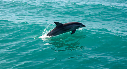 Naklejka premium A dolphin leaps playfully from the turquoise ocean, creating a splash.