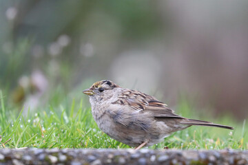Gold crowned sparrow at the edge of the grass