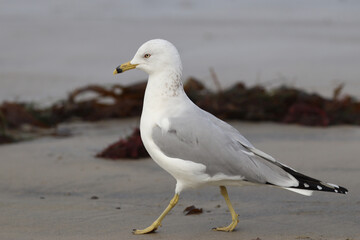 Gull walking on a sandy beach