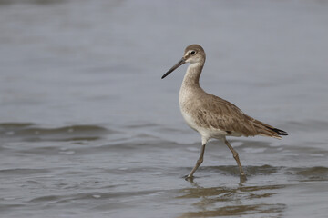 Sandpiper walking in shallow water