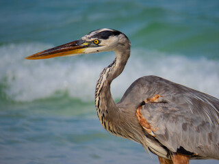 heron in the water of galapagos beach
