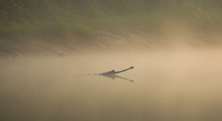 A crocodile emerges from a misty swamp, its silhouette sharply contrasted against the murky water. The reflection adds to the surreal appearance.