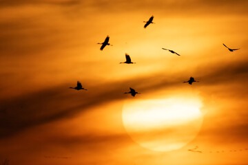 Sandhill cranes at sunset; Crane Trust; Nebraska 