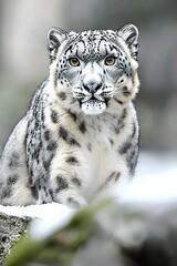 Fototapeta premium Majestic Snow Leopard Sitting Gracefully in Snowy Landscape, Captivating Gaze, Beautiful Fur Patterns, Wildlife Photography, Nature's Wonder in Winter