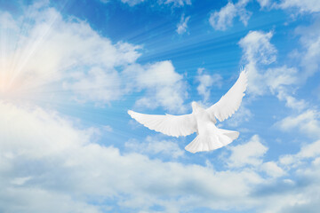 Beautiful white dove flying in sky under sunlight