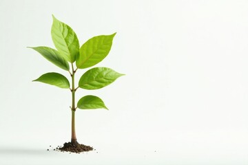 Single, delicate sapling against pure white backdrop , spring, seedling, small