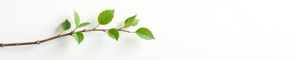 Single isolated branch against a plain white surface, single, abstract