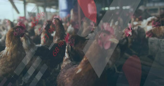 Chickens in farm with data processing animation overlaying red and gray graphics
