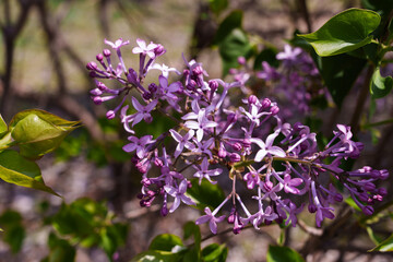Close-up photo of purple Korean early lilac (Syringa oblata subsp. dilatata) flowers blooming in spring