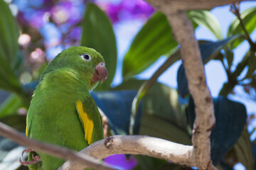 A green and yellow parrot is perched on a branch