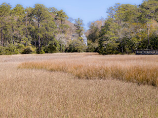 Open lush fields full of reeds, marsh with forest background in classic Southern US setting
