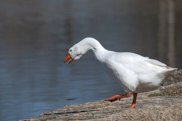 Domestic goose walking towards a lake.