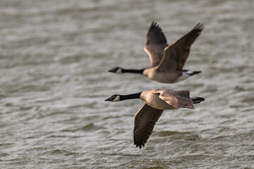 Pair of Canada geese in flight over a lake.