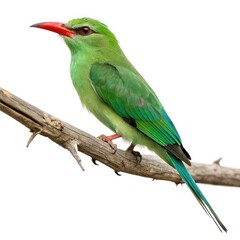 Obraz premium green parrot isolated on white background