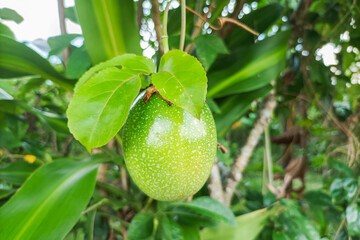 Green passion fruit still hanging on the tree. The fruit has many benefits and vitamins for health.