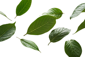 Fototapeta premium fresh green leaves arranged artistically against a clean png transparent no background creating a minimalist botanical concept composition