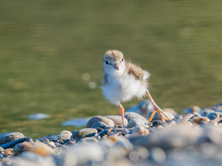A Spotted Sandpiper Chick in Alaska
