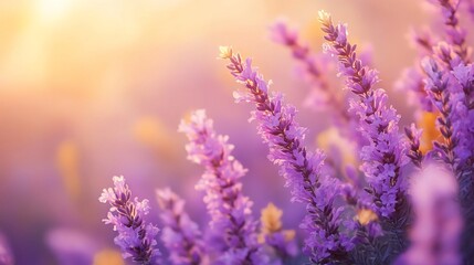 Lavender blooms basking in sunlight, field backdrop, floral beauty, summer