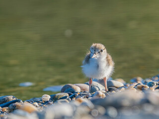 A Spotted Sandpiper Chick in Alaska