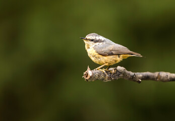 Pygmy Nuthatch in a tree in Colorado