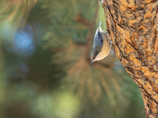 Pygmy Nuthatch in a tree in Colorado
