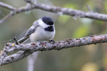 Black-capped Chickadee Sitting on a Branch
